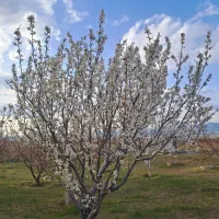 باغبان