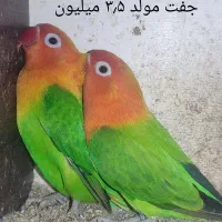 جفت کوتوله مولد رنگ و نژاد خاص معاوضه با گرینچیک..|پرنده|بابل, |دیوار