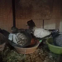 کبوتر رنگی ودورگ|پرنده|خمینیشهر, |دیوار