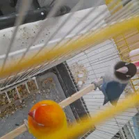 یک جفت کوتوله برزیلی|پرنده|اردکان, |دیوار