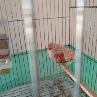 فنچ هاف اورنج مولد همراه باقفس ووسایل