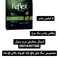 گربه بریتیش دوماه پرشین اسکاتیش|گربه|تبریز, |دیوار