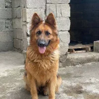 ژرمن شولاین ماده