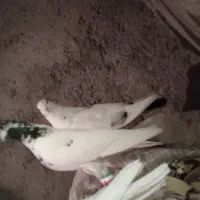 تهرانی|پرنده|اشترینان, |دیوار