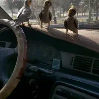 واگذاری مرغ عروس