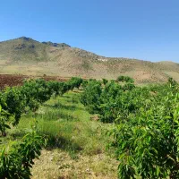 باغ-گیلاس