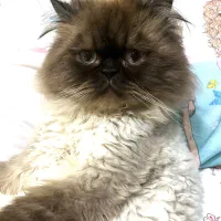 گمشده