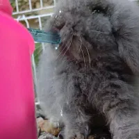 خرگوش لوپ اصل|موش و خرگوش|سرخرود, |دیوار