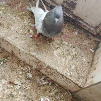 کبوتر|حیوانات|سمیرم, |دیوار