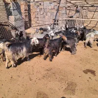 کهره شهرکردی|حیوانات مزرعه|شیراز, شهرک کوشکک|دیوار