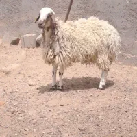 بره فروشی
