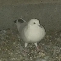 قیمت هم 1500|پرنده|رودان, |دیوار