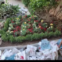 خدمات باغبانی گل کاری هرسکاری وتعویض خاک گلدون|خدمات باغبانی و درختکاری|تهران, قیطریه|دیوار