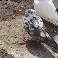 کبوتر