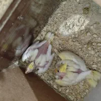 طوطی عروس|پرنده|نظرآباد, حسین‌آباد|دیوار