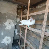 کبوتر شصتی زرد|پرنده|الوند, |دیوار