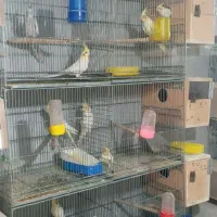 ۱۴ جفت عروس هلندی