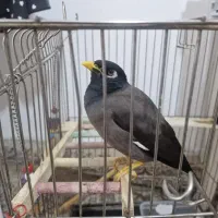 مرغ مینا سخنگو