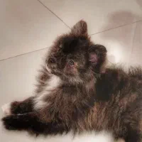 سگ پامر باهوش و خُشگل|سگ|کرمانشاه, |دیوار