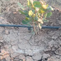 باغ پسته ۱۵۰۰متری لوله کشی شده