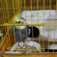 یک جفت عروس هلندی نرو ماده