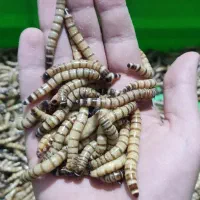 کرم سوپرورم زنده طعمه ماهیگیری