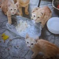 گربه نارنجی ۴ ماهه دونر یک ماده