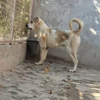 توله آلابای|سگ|رباطکریم, رباطکریم|دیوار