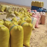 کاه گندم هشترود