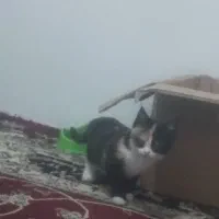 بچه گربه|گربه|گلبهار, شهر جدید گلبهار|دیوار