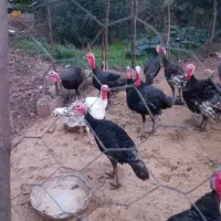 بوقلمون جوان امساله