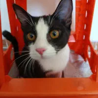 گربه خشکل وزیبا