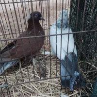 قیمت فقط یه تومان