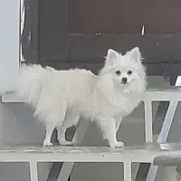 سگ پامرماده معاوزه باپرنده