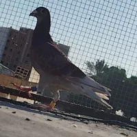 شکار دریا|پرنده|چابهار, |دیوار