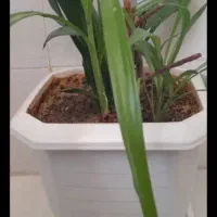 گل و گلدان طبیعی|گل و گیاه طبیعی|کرمانشاه, |دیوار