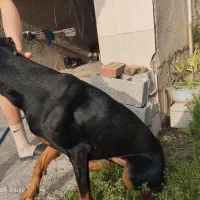 دوبرمن ماده اوکراینی اصیل.معاوضعه|سگ|آستانه سرا, |دیوار