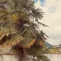 فروش یکجا پالم لاتانیا،سیکاس،یوکا