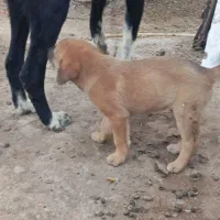 توله سگ نگهبانی|سگ|اردبیل, |دیوار