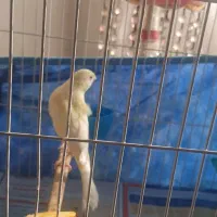 قناری،سیده|پرنده|رشت, بازار|دیوار