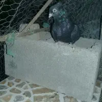 ابادانی ملقی|پرنده|جیرفت, |دیوار