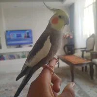 عروس هولندی