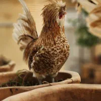 دو عدد خروس لهستانی|حیوانات مزرعه|حمیدیا, |دیوار