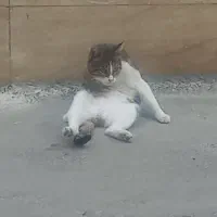 فروش گربه ملوس