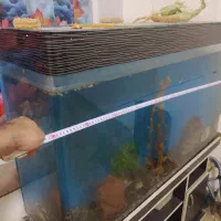 اکواریوم|ماهی|کرمانشاه, |دیوار