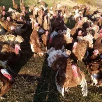 بوقلمون محلی بوربن نر|حیوانات مزرعه|بانه, |دیوار