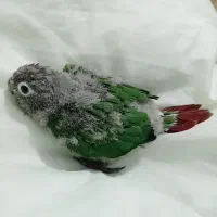 جوجه گرنچیک یک ماه