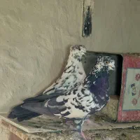 کفتر کاشونی و دمگیر