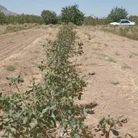 زمین و آب کشاورزی|فروش دفتر صنعتی، کشاورزی، تجاری|مهریز, |دیوار