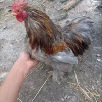 فروش ومعاوضه خروس کوشین ومرغ برهما و عروس و اردک